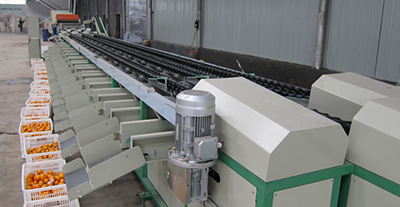 電子選果機(jī)