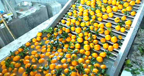 水果清洗分選機(jī)