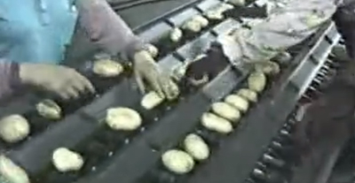 土豆四線道分級(jí)